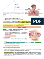 Sistema Respiratorio Anato