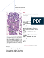 Histología Glándula Paratiroides