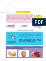 Las-proteínas-para-Sexto-Grado-de-Primaria DESARROLLADO