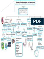 Mapa Conceptual de La Importancia de Las Células