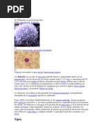 Celulas Hematologicas