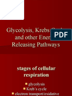 Glycolysis & Kreb's Cycle