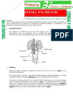 Aparato Excretor para Tercero de Primaria