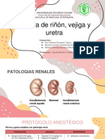 Cirugia de Riñon, Vejiga y Uretra Grupo B