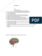 Taller Del Sistema Nervioso Grado 8