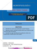 S7 Practica Histologia Morfo Ii Diapositivas