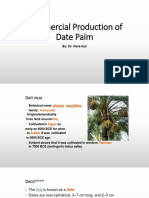 Lecture-6 Date Palm