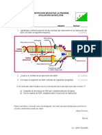 Evaluación 9 y 11 Biologia Replicación Del ADN