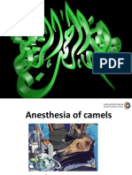 Camel Anesthesia