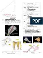 SCAPULA /shoulder Blade/: Biceps Brachii Muscle