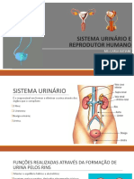 Sistema Urinário e Reprodutor