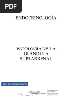 Endocrino - Segunda Parte Final