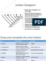 Cladogram Chordata