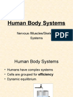 Human Body Systems: Nervous /Muscles/Skeleton Systems