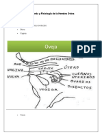 Anatomía y Fisiología de La Hembra Ovina: Consta De: - Ovarios - Trompas Uterinas U Oviductos - Útero - Vagina