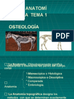 Tema1anatomia Copia 101023212829 Phpapp02