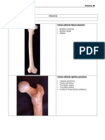 Practica Fémur