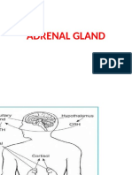 Cushings Syndrome and Addison Disease - BPT