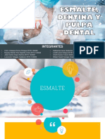 Esmalte, Pulpa y Dentina Odontoblasto