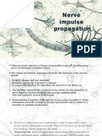 Propagation of Nerve Impulse