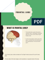 Frontal Lobe