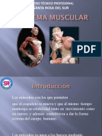 Sistema Muscular