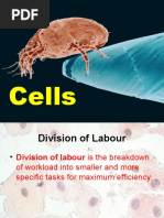 Ch. 6 Division of Labour