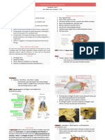 Anatomia Cavidade Nasal e Vias Aéreas