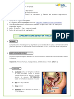 5° Aparato Reproductor Humano