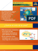 1.exposicion Del Ciclo de La Urea