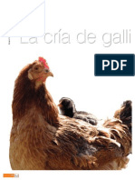 Crias de Gallinas Ponedoras