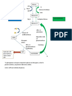 Glucogenogenesis H