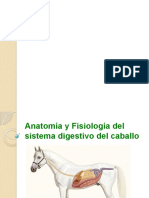 Anatomía y Fisiología Del Sistema Digestivo Del Caballo