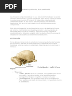 Anatomía y Músculos de La Masticación