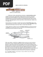 Circulation in Annelida