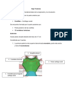 Caja Torácica: 2. Horquilla Esternal