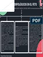 Cambios Morfologicos en El Feto