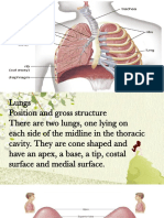 Lungs-WPS Office