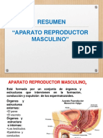 RESUMEN - Aparato Reproductor Masculino