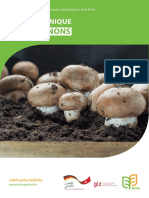 Fiche Pratique Champignons