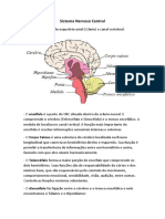 Neuro Revisão