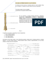 Anatomia Macroscópica Da Medula Espinhal e Seus Envoltórios