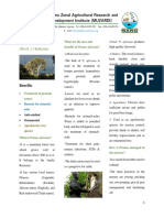 Prunus Africana Brochure MUZARDI