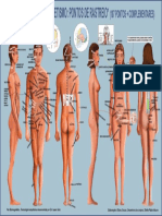 Anatomia Rastreio - 107 Pontos Revisado