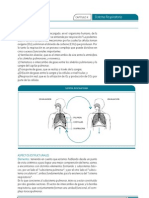 Sistema Respiratorio