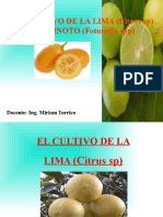 LIMA Y QUINOTO Resumido