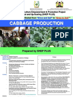 Cabbage Production JICA