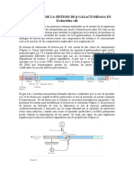 Regulación Metabólica - B-Galactosidasa