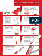 Extração de DNA Do Morango.