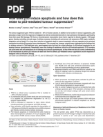 p53 Induce Apoptosis